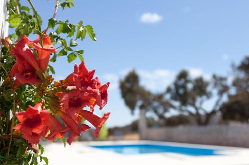 a close up of red flowers next to a swimming pool at Monte Farropo in Monsaraz