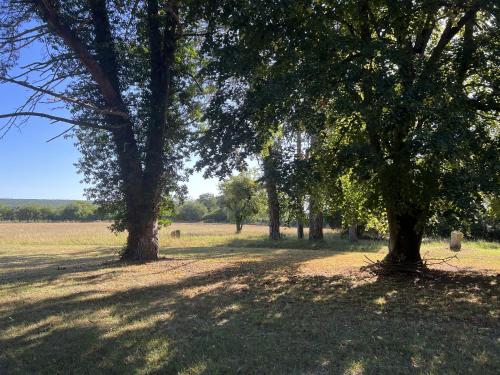 a group of trees in a field with a dirt road at La Petite Trolière in Orval