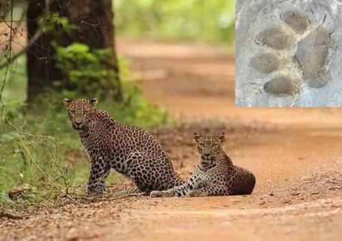 two cheetahs are sitting on a dirt road at Ivory Safari Lodge in Udawalawe