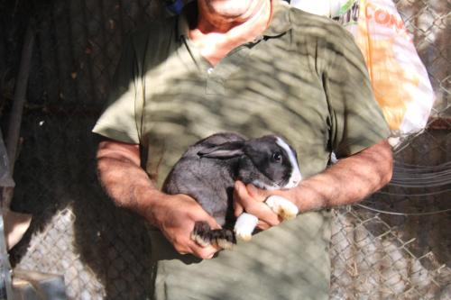 a man holding a rabbit in his hands at Agriturismo Vulcano in Mirto Crosia