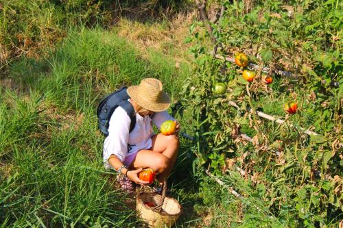 a woman kneeling in the grass picking tomatoes from a field at Agriturismo Vulcano in Mirto Crosia