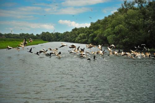 a flock of birds flying over a body of water at Hotel Delta 3 in Tulcea