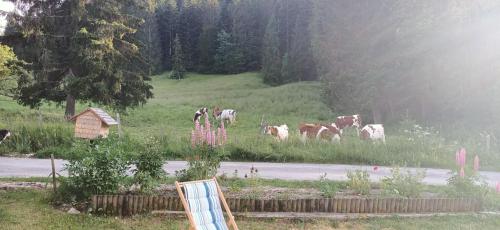 a group of cows grazing in a field next to a road at La Grand'Raie Table d'hôtes in Les Gras