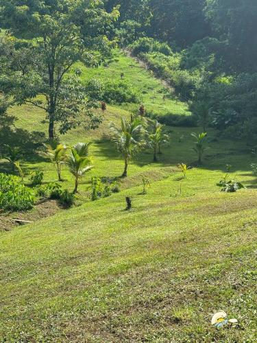 a field of grass with trees and a bird on it at CoralBay Bungalows Solarte in Solarte