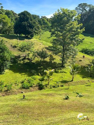 a field of grass with trees and animals in it at CoralBay Bungalows Solarte in Solarte