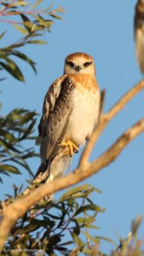 a bird is sitting on a tree branch at 15mins to Mooloolaba Beach opposite Conservation! in Palmview