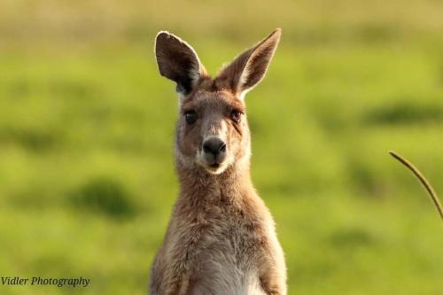 a kangaroo standing in a field of grass at 15mins to Mooloolaba Beach opposite Conservation! in Palmview