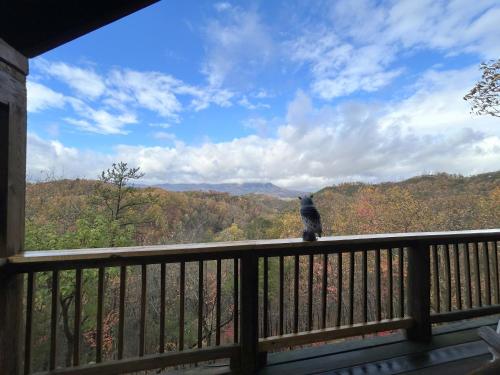 a cat sitting on a balcony looking out at the mountains at Honeymoon View #1 in Little Cove