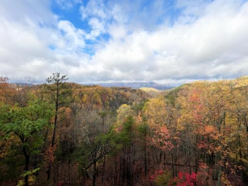 a view of a forest of trees in the fall at Honeymoon View #1 in Little Cove