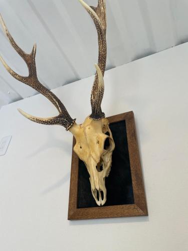 a skull of a deer with antlers on a wall at Vamos Villa Tokunosima in Tokunoshima