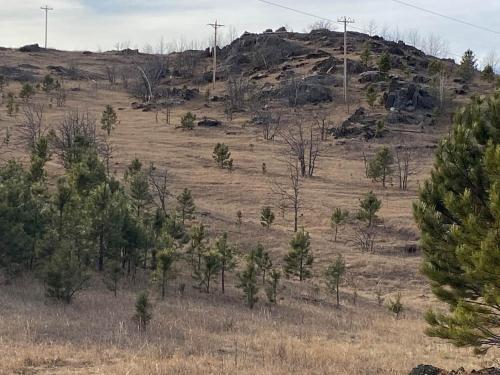 an open field with trees on a hill at Black Hills Nature Retreat, Centrally Located in Keystone