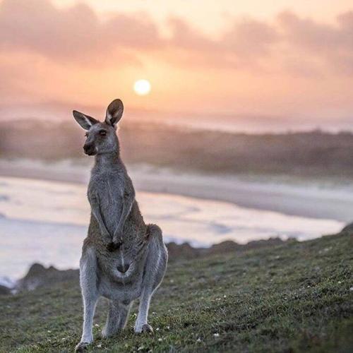 a kangaroo standing on a hill near the ocean at THE BEACH HAVENS in Emerald Beach