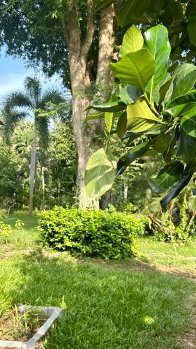 a park with green grass and trees and a tree at Aforetime Village in Amphoe Koh Samui