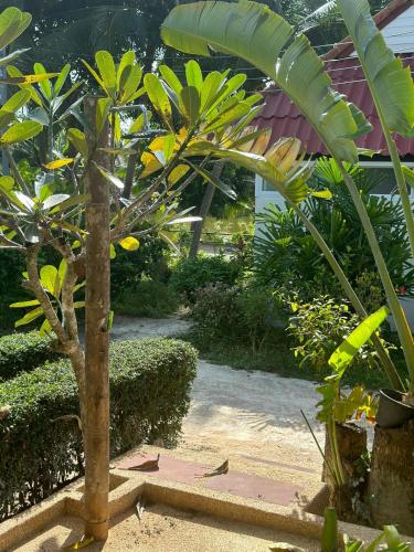 a small tree in the middle of a garden at Aforetime Village in Amphoe Koh Samui