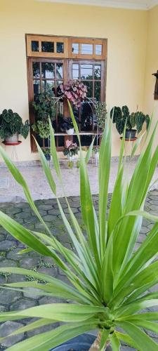 Κήπος έξω από το D'Pari Homestay Magelang