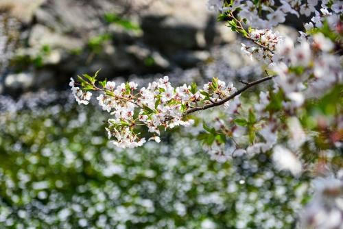 a branch of a flowering tree with white flowers at Gapyeong Yongchu Valley Travel Pension in Gapyeong