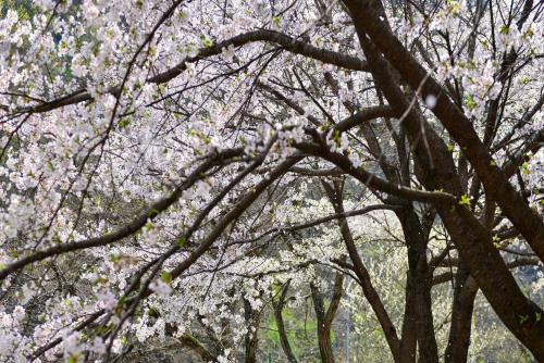 a group of trees with white flowers on them at Gapyeong Yongchu Valley Travel Pension in Gapyeong
