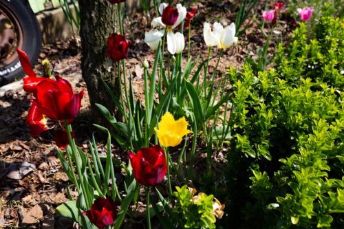 a bunch of colorful flowers in a garden at Poeguenhan Pension in Taean