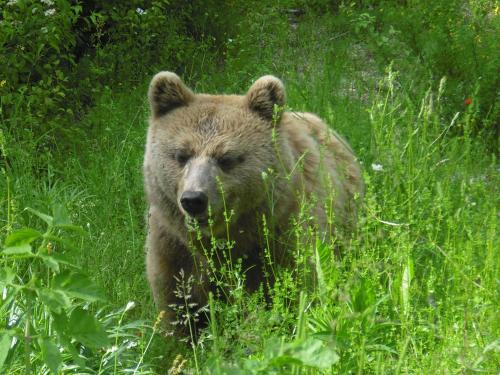a brown bear walking through the tall grass at La Casa Sul Lago in Posta Fibreno