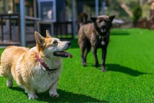 two dogs walking in the grass in a field at Gyeongju Helper pet Pension in Gyeongju