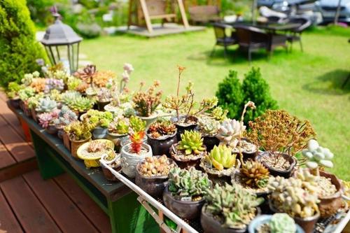 a display of cacti and other plants on a table at Pension on the Sea Shore in the Bosom Department Byeonsanbando in Buan
