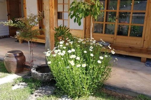 a bush with white flowers in front of a building at Jeonju Hanok-an hanok an Pension in Jeonju