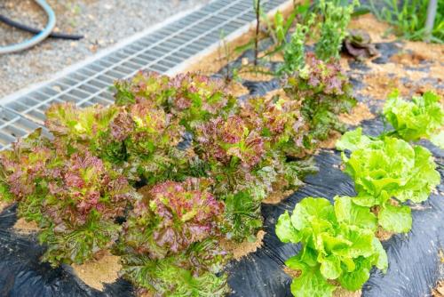 a bunch of lettuces growing in a garden at Haneulbada Pension in Seosan