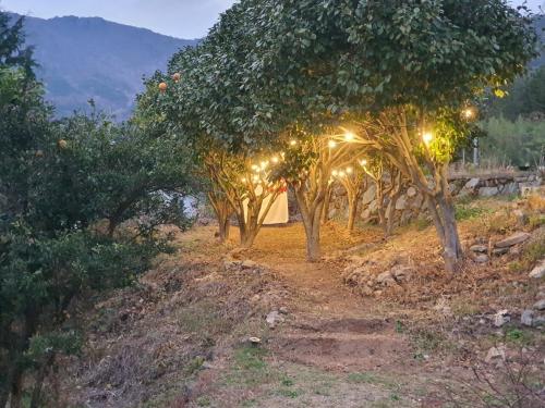 a row of apple trees with lights on them at Geoje Badaga Joa Pension in Geoje 