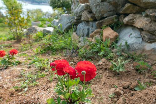 a group of red flowers in a garden at Geoje Badaga Joa Pension in Geoje 