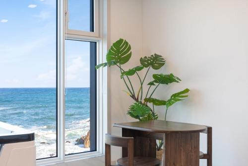 a plant sitting on a table in front of a window at Gangneung Way Blue Spa Pension in Chumunjin