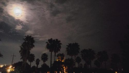 a group of palm trees at night with the moon at Jubilee Chalet in Seogwipo