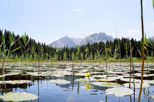 a lake with lily pads and mountains in the background at Guesthouse Planinarski dom Neviđen'o in Žabljak
