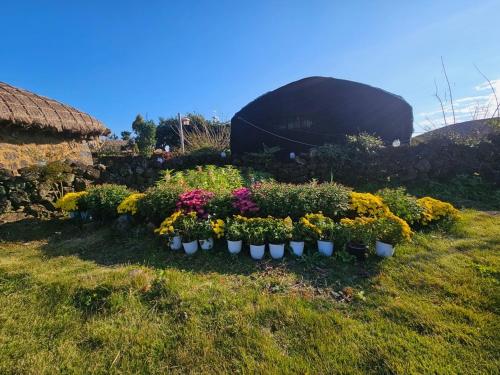a group of flowers in white pots on the grass at Jeju Gopdeulak in Seogwipo