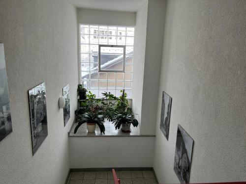a hallway with potted plants and a window at Hotel Drei Könige in Chur