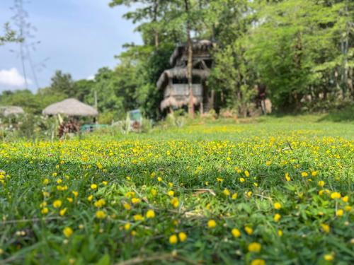 a field of yellow flowers in front of a house at Zyamadhari in Mananthavady
