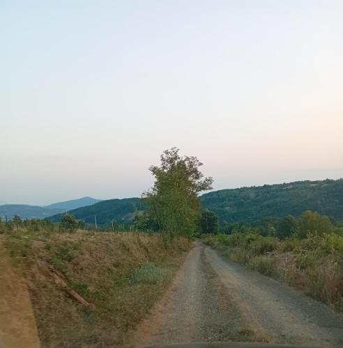 a dirt road with a tree on the side at Sumska vila Zorica in Gornji Milanovac