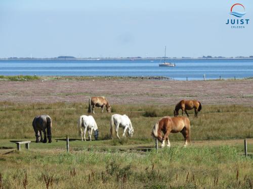 a group of horses grazing in a field at Haus Inselresidenz Strandburg 301 - Wohnung 101 in Juist