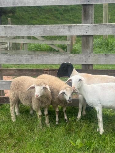 three sheep standing next to a wooden fence at Pousada Shangri-lá in Cunha