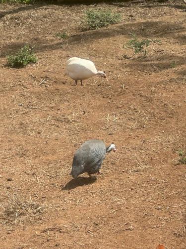 a bird and a duck walking in the dirt at Pousada Shangri-lá in Cunha
