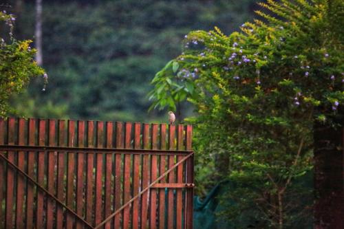 a bird standing on the top of a fence at Annapara Homestay in Vythiri - Wayanad in Vythiri