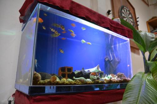 a large blue aquarium with fish in it at Happy Family Guesthouse in Vĩnh Long