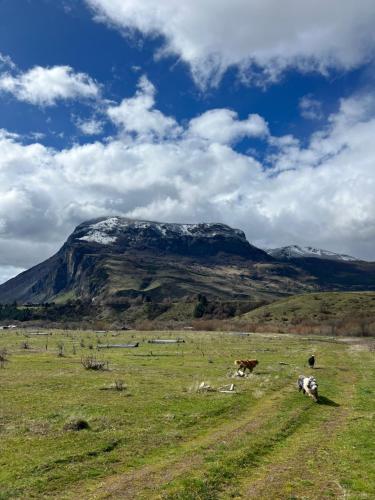 two cows grazing in a field with a mountain in the background at Cabañas Entre Sauces in Coihaique