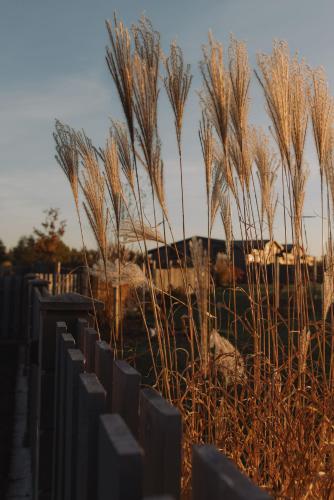 a row of tall grass behind a fence at Seaside Apartments Roja in Roja
