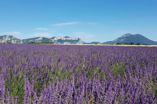 a field of lavender with mountains in the background at Maison Parc du Verdon - Clim & Terrasse ombragée in Les Salles-sur-Verdon