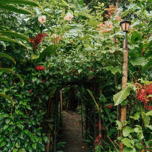 a garden with a tunnel of flowers and a street light at Poleo in Arusí
