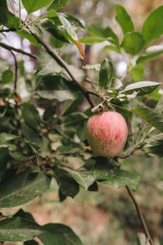 a red apple is hanging from a tree at Luxury House, Walk to Downtown or Pioneer Park in Nevada City