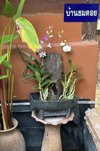 a pot with plants in it next to a wall at Baansuan Chomchun in Amphoe Mae Taeng