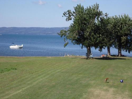 a dog in a field with a boat in the water at Agriturismo Melona in Bolsena