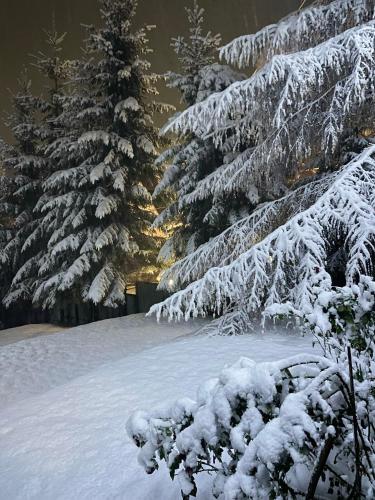 a group of snow covered pine trees in the snow at Еко котедж Яблуницька троянда in Yablunytsya