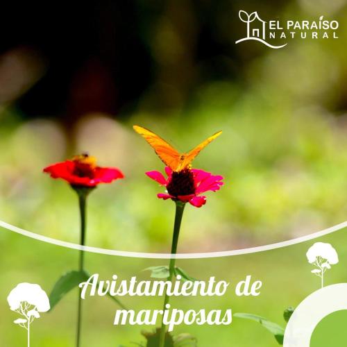 two flowers with a butterfly sitting on top of them at El Paraíso Natural in Pejibaye